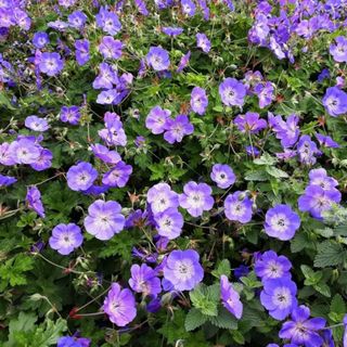 Hardy geraniums