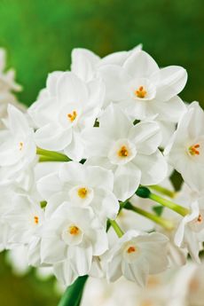 Light-bulb moment: plant ‘Paper White’ narcissus this month and they will fill the house with scent four to six weeks later.