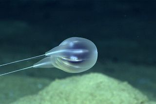 The new comb jelly looks like a two-pronged &quot;party balloon.&quot;