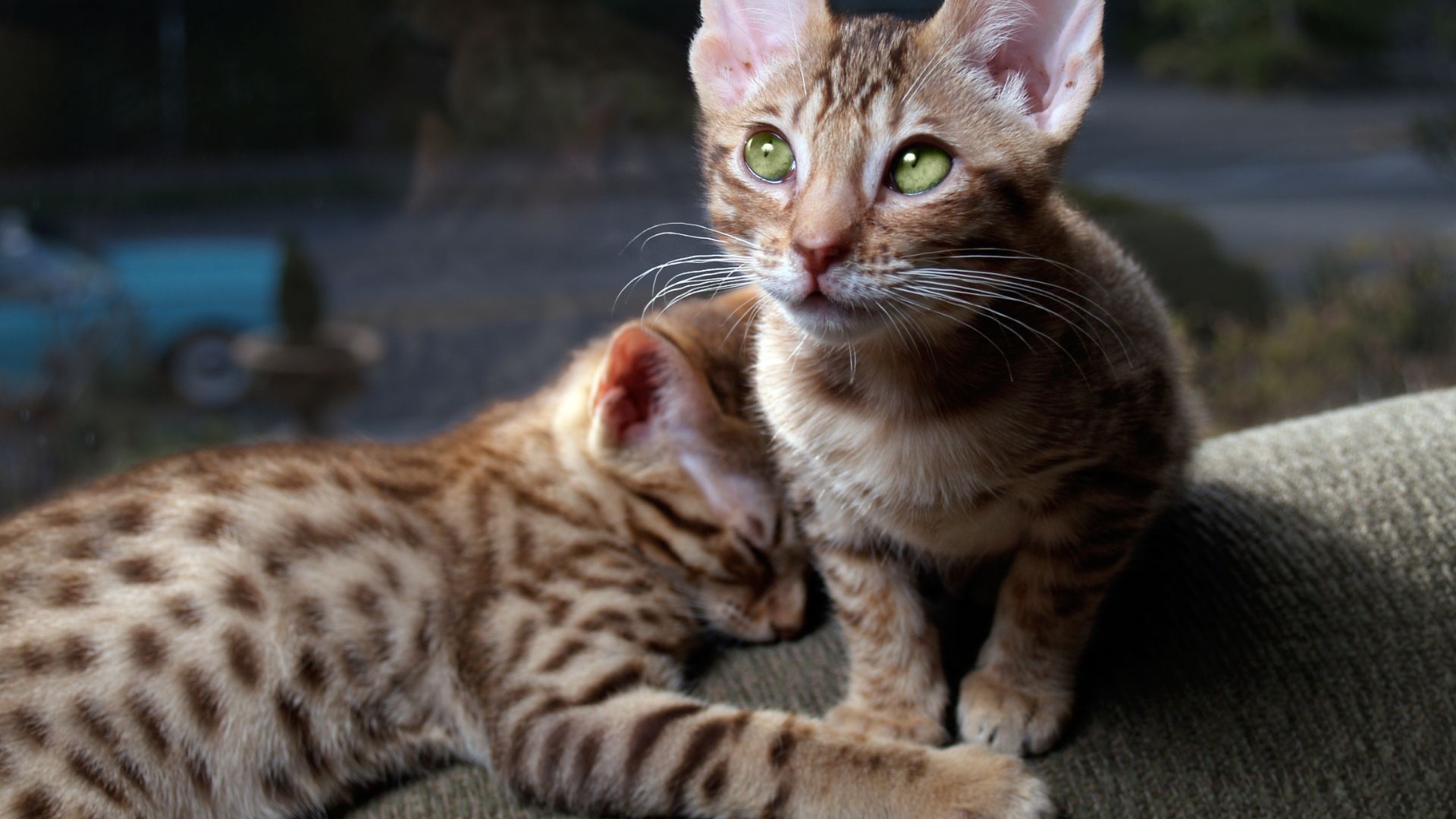 Ocicat