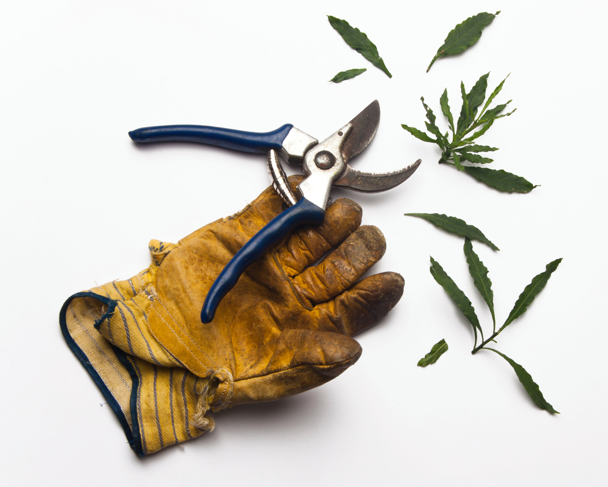 yellow gardening glove and bypass pruners