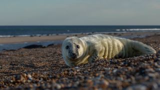 Baby Grey seal on a pebble beach in Wild Isles