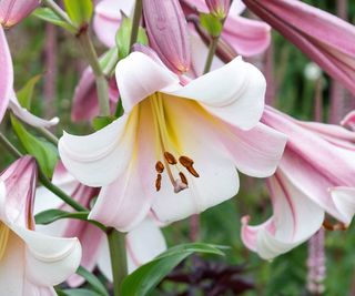 A close up of attractive pale pink lilies