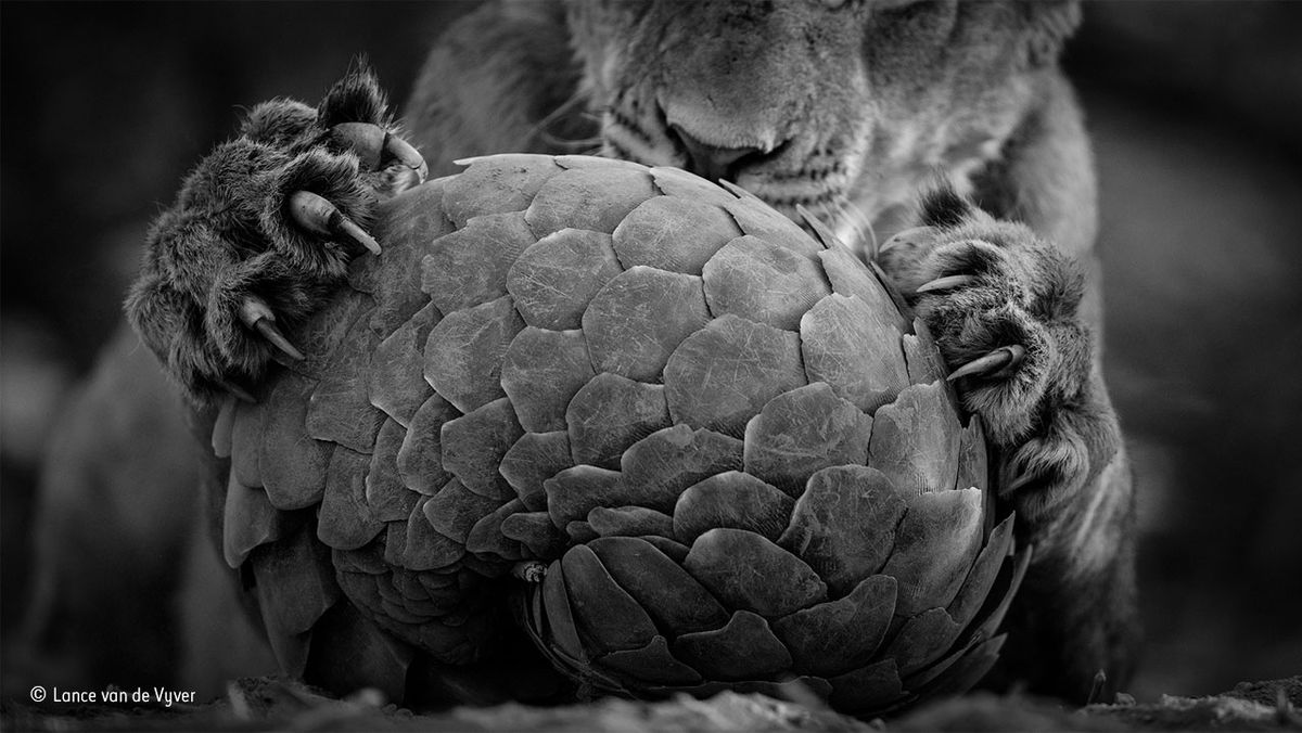 &copy; Lance van de Vyver / Wildlife Photographer of the Year