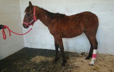 World-Horse-Welfare-Izzy-at-Penny-Farm.jpg
