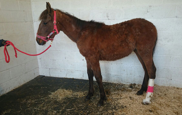 World-Horse-Welfare-Izzy-at-Penny-Farm.jpg