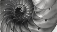 Black and white macro photograph of a nautilus shell cut in half, revealing its spiralling internal chambers in fine detail.