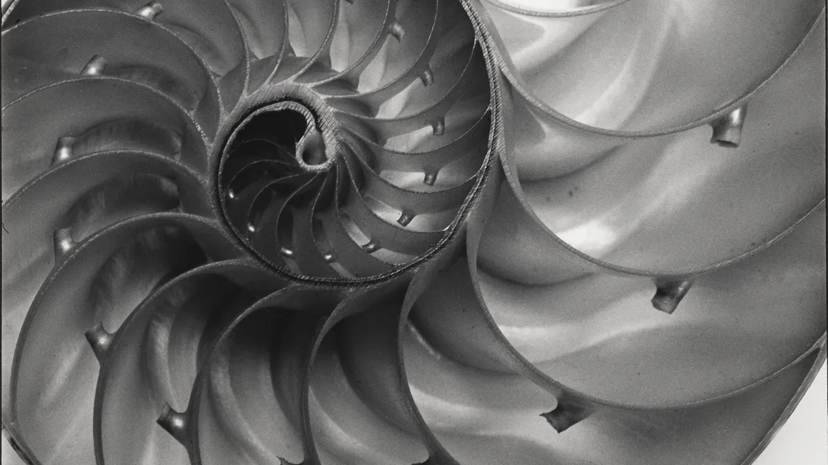 Black and white macro photograph of a nautilus shell cut in half, revealing its spiralling internal chambers in fine detail.