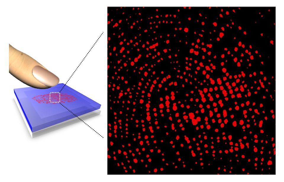 sweat pore fingerprinting