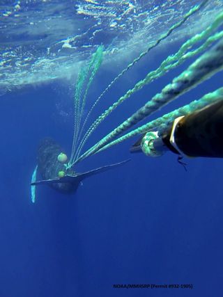 Humpback whale entangled in fishing gear