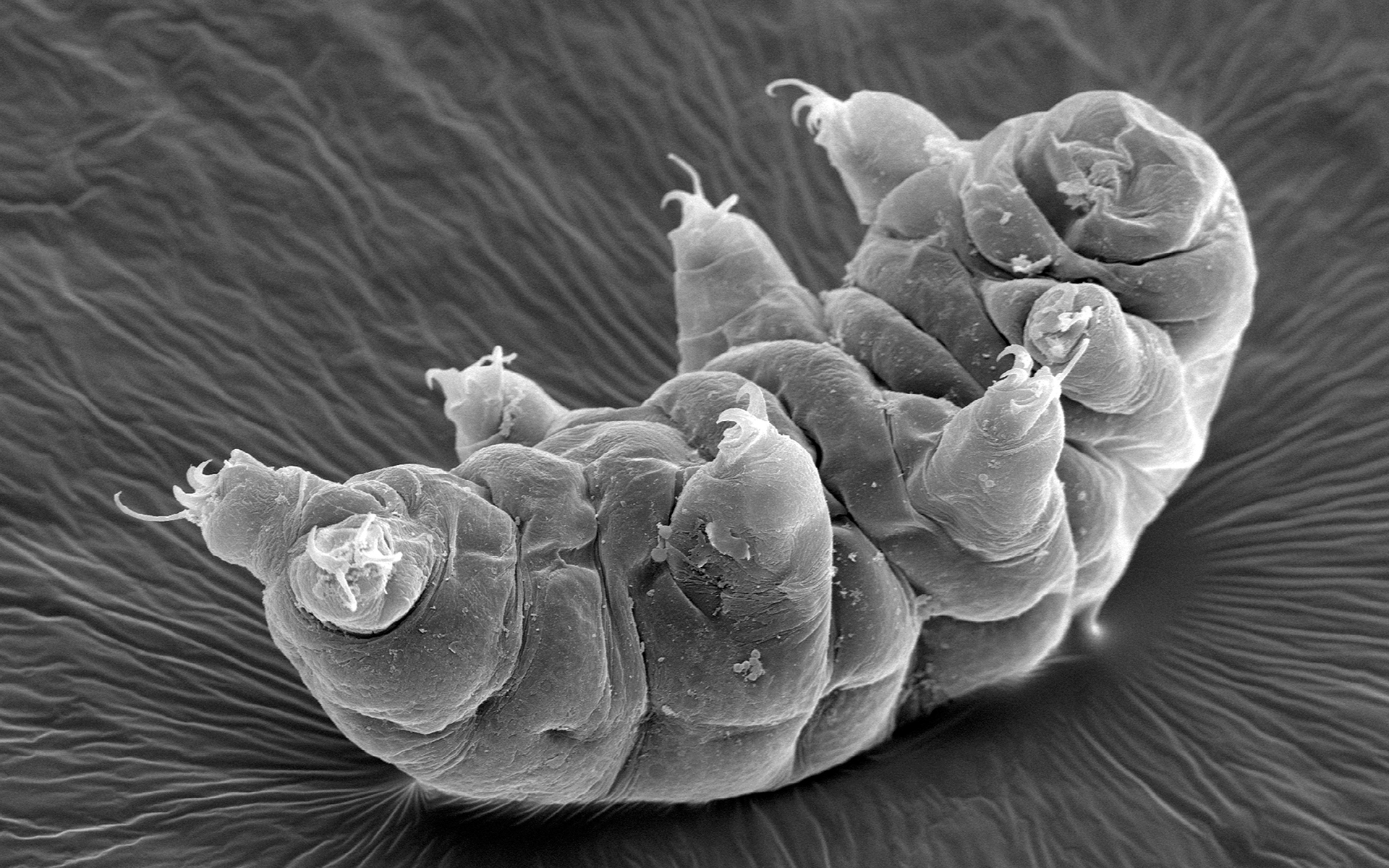 To a tardigrade, our colorful world may be a drab black-and-white.