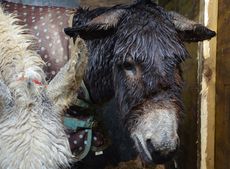 Spice-rescued-in-Cornwall-the-rescue12th-Feb-2014-35.jpg