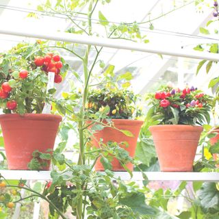 tomatoes in pots in greenhouse on white shelving in greenhouse