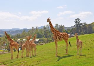 Giraffes_Grazing_2-Courtesy_Lisa_Field_SanDiego.org