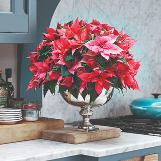 A vase of poinsettias on a kitchen counter