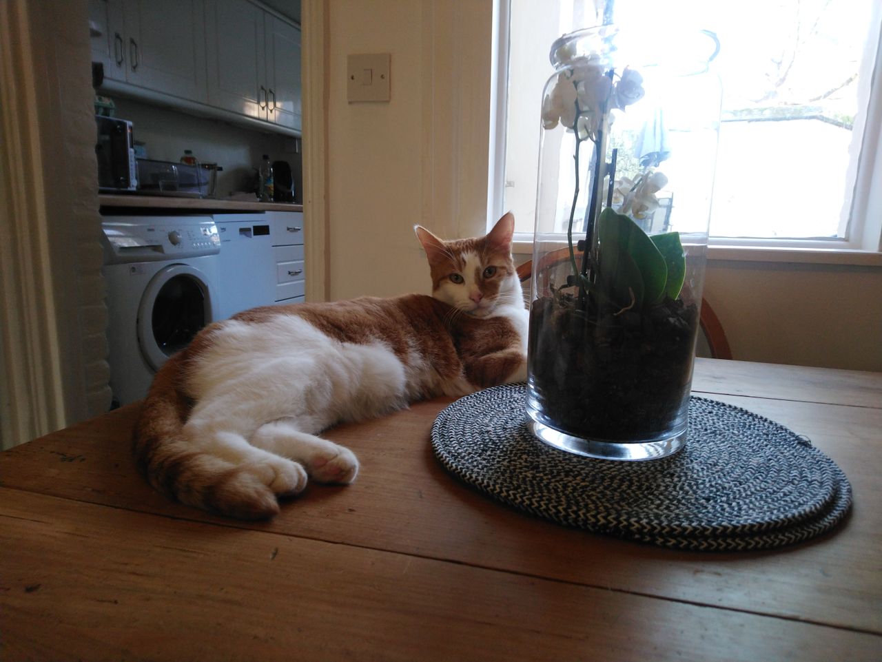 While the cat is in focus, the view out of the window has been compromised