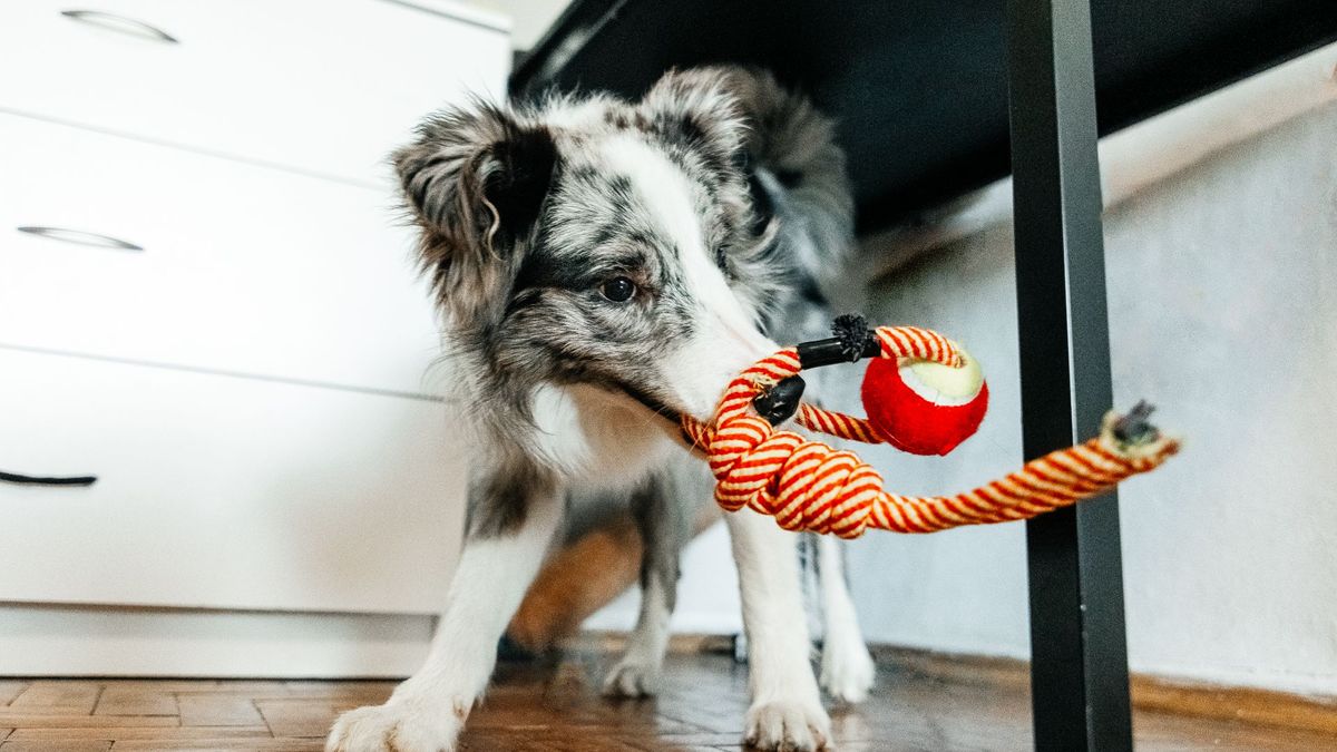 Why do dogs shake their toys? PetsRadar