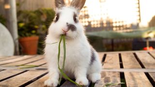 Rabbit in need of some of the best rabbit toys