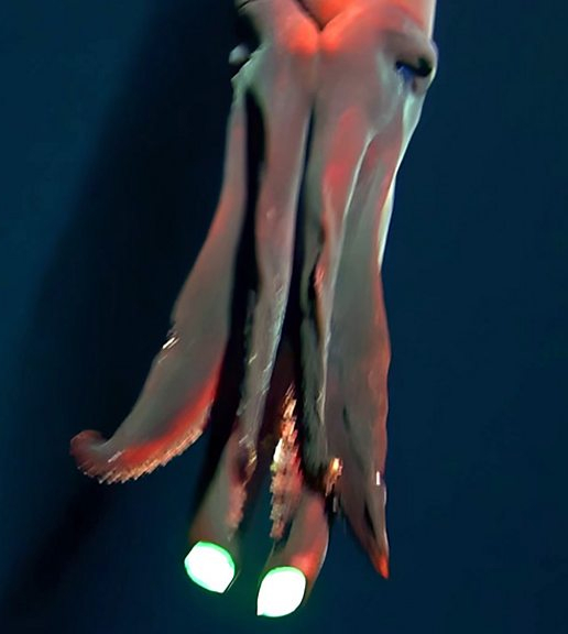 Screenshot of the Taningia danae octopus squid shining its large photophores at the tips of its arms.