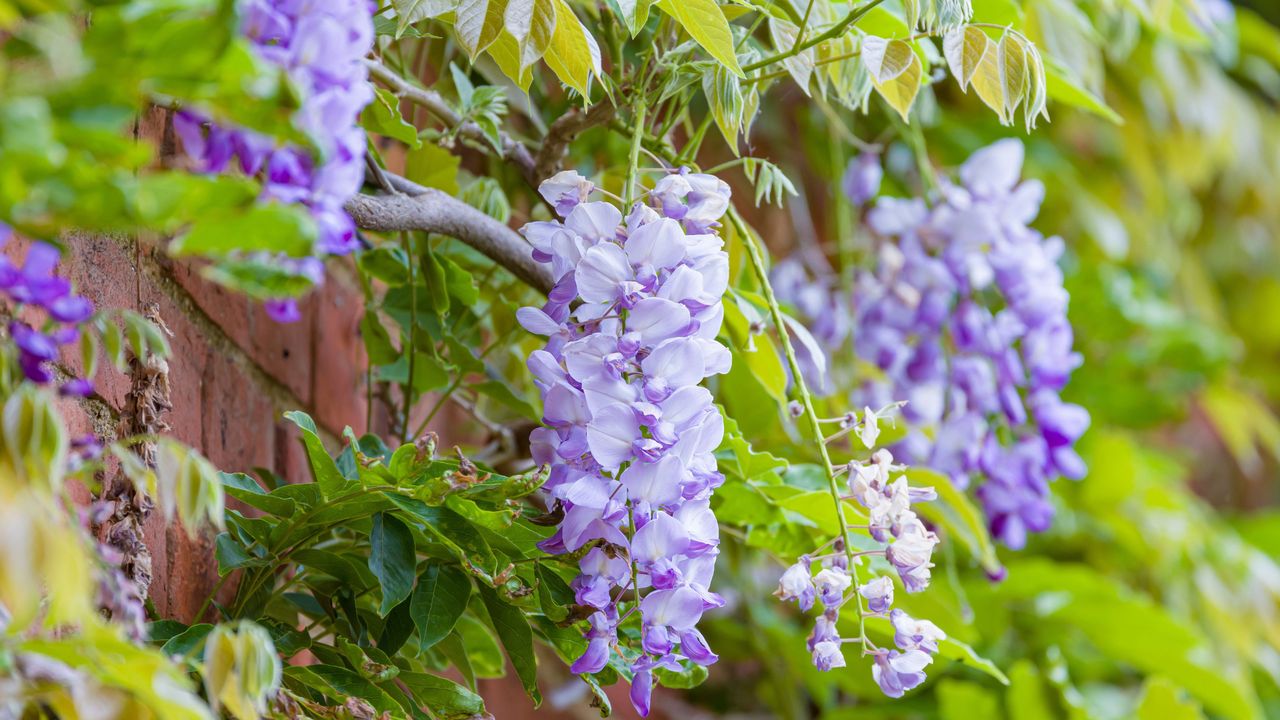 Close-up of wisteria growing around an English home