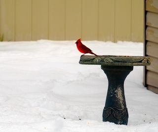 Bird bath in snow