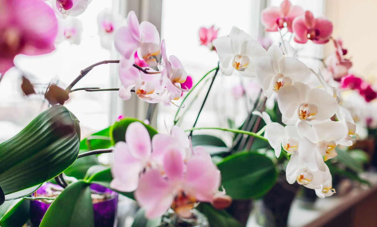 a row of orchids in pots on a windowsill