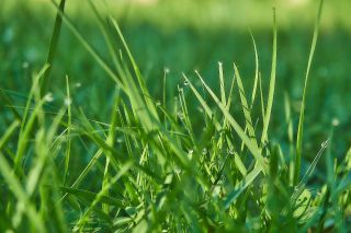 Closeup photo of green grass