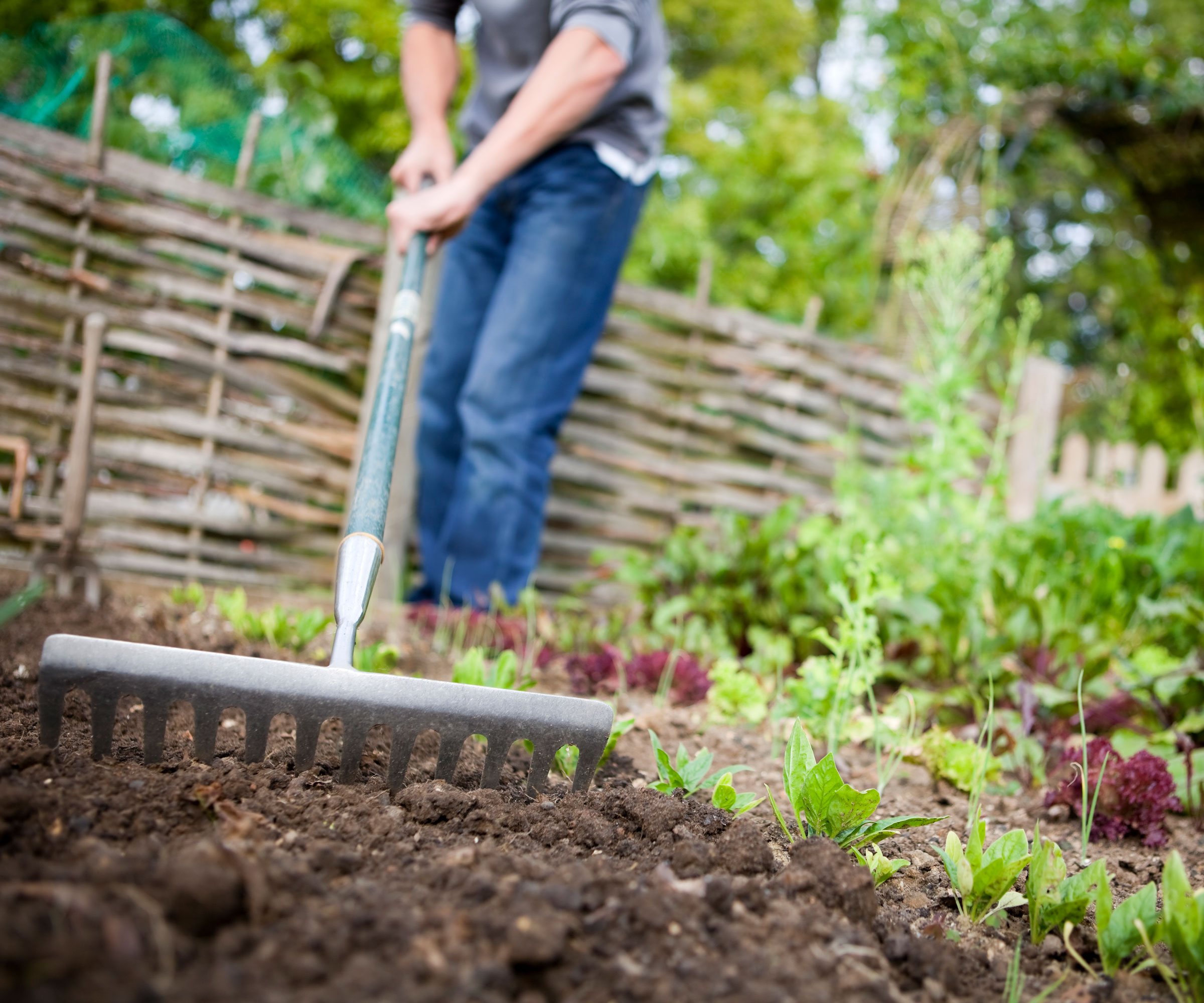 person using garden rake to till soil in garden