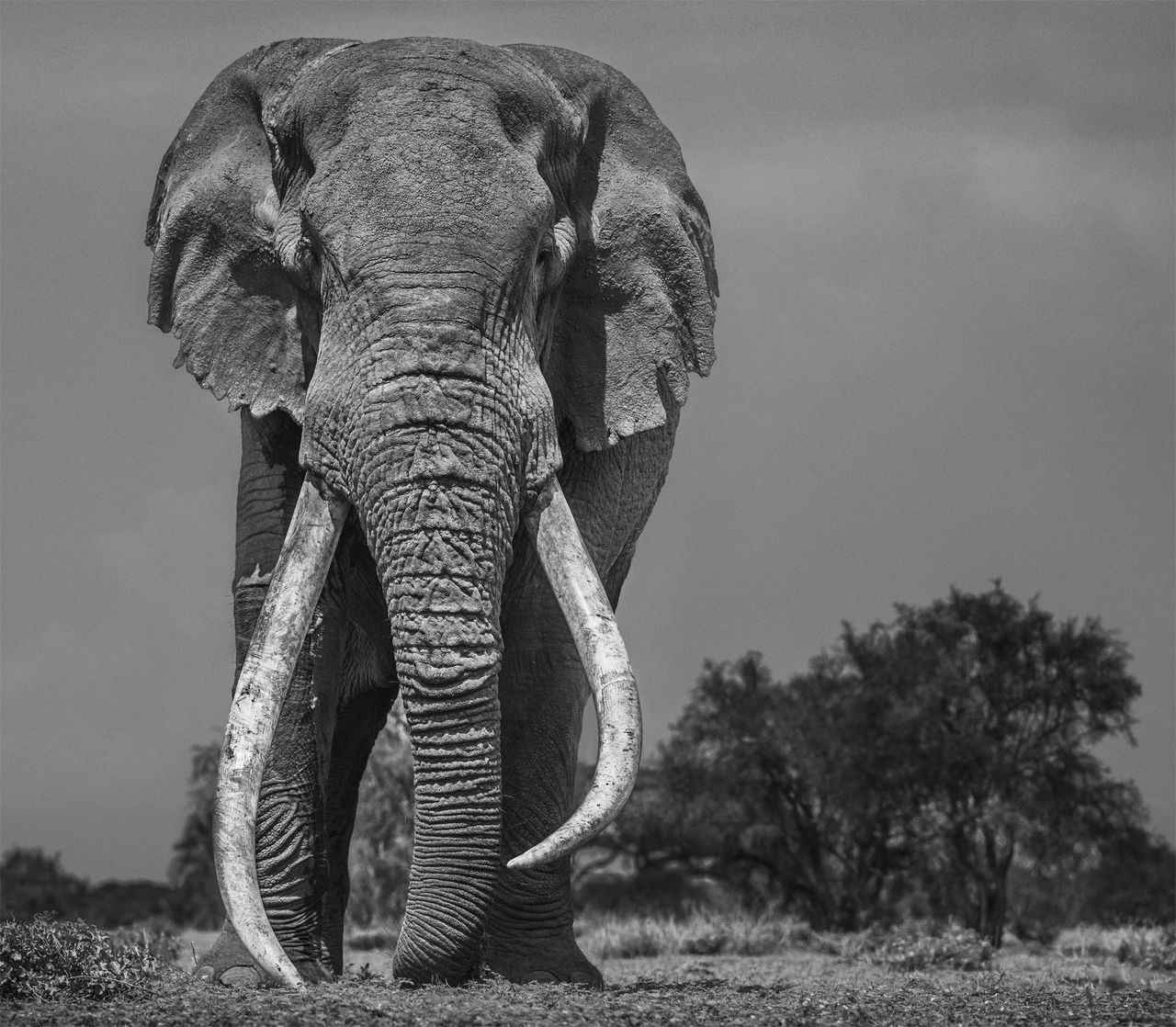 Nikon D850, Nikon AF-S 200mm f/2G ED, 1/1250 sec, f/8, ISO200