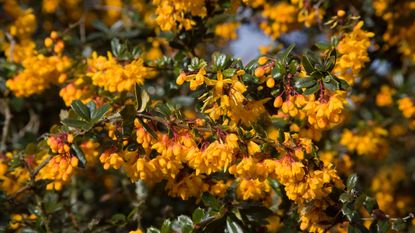 berberis darwinii in flower