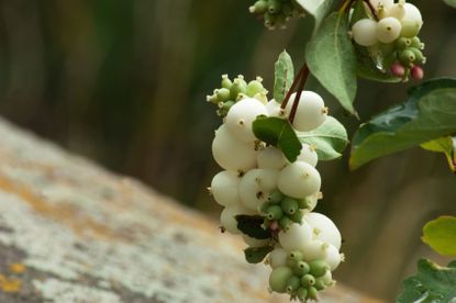 Snowberry Bush Shrub Full Of White Berries
