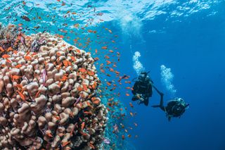 Photograph of underwater dive in progress, in Fiji, by underwater photographer Jay Clue