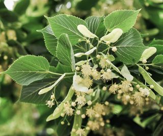 Close-up of a branch of a flowering linden tree