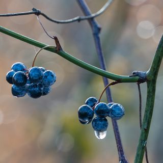 Wet blueberries on a bush