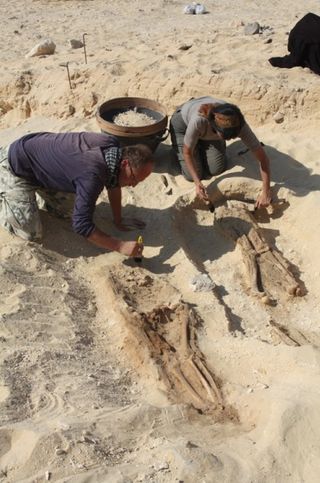 skeleton-excavation