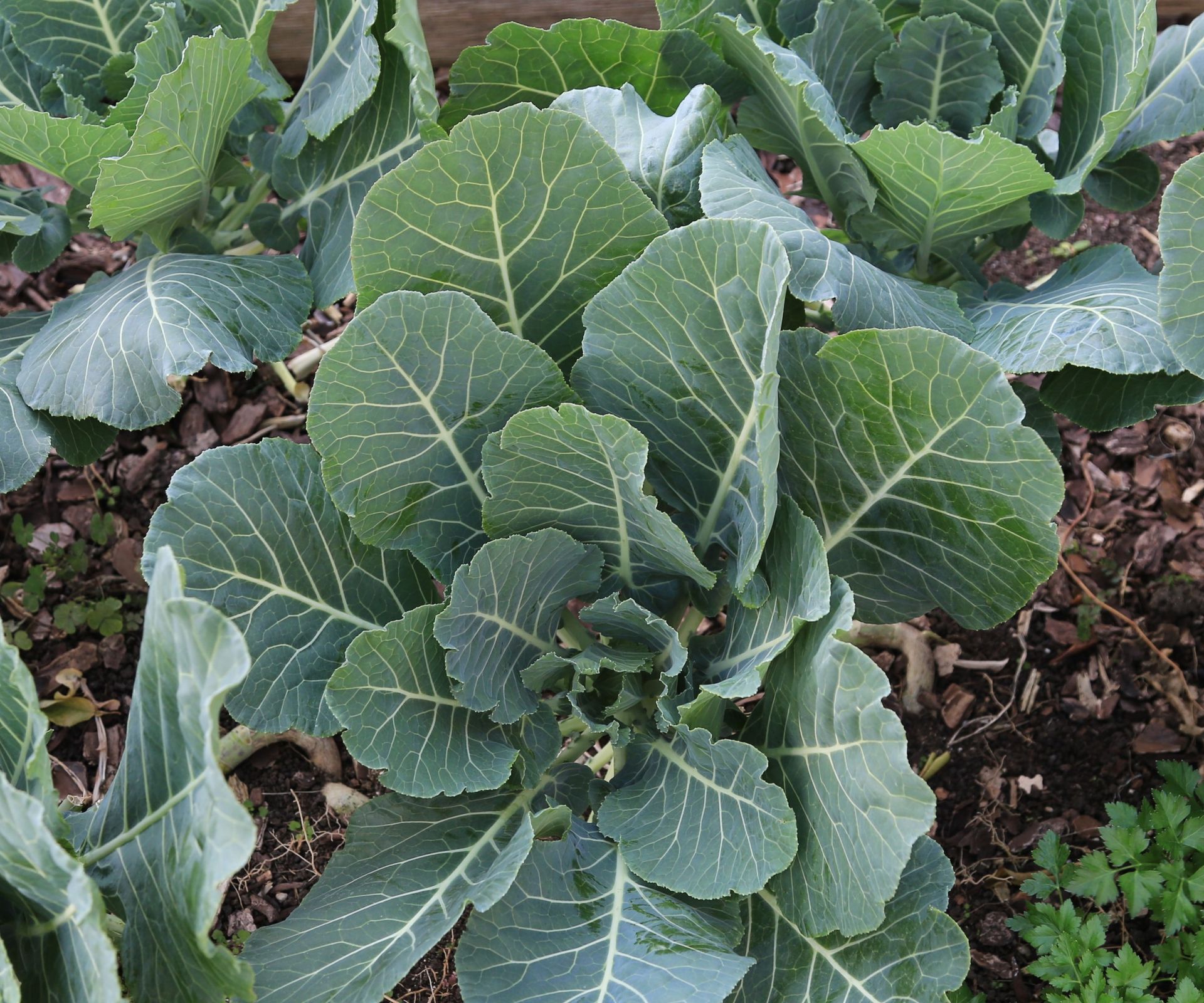 Collard Green plant in a vegetable garden
