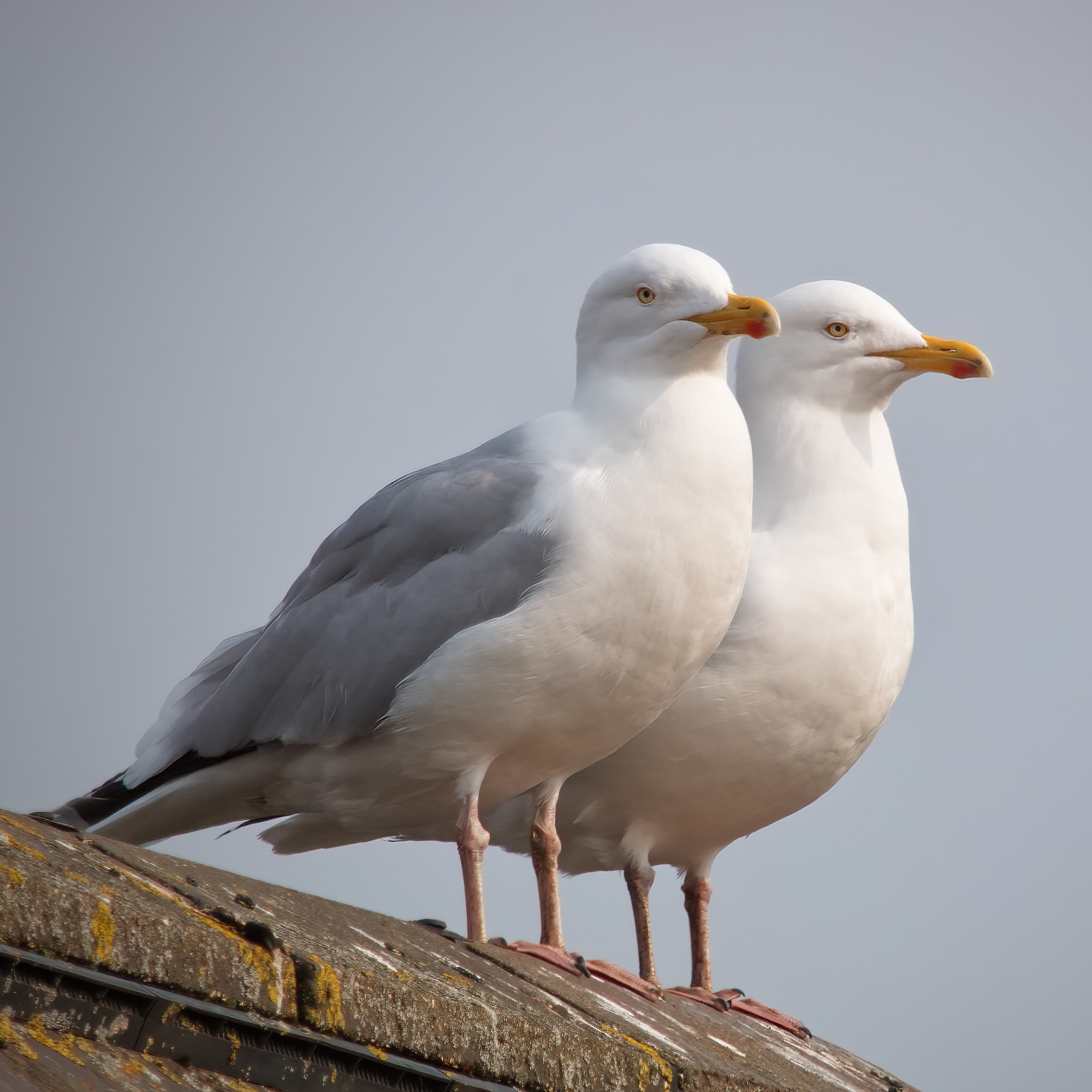 Two seagulls on a roof.