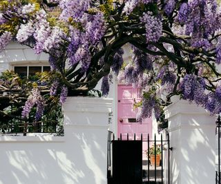 Wisteria in bloom covering a townhouse with a pink door