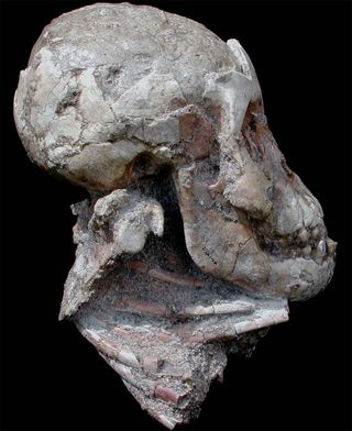 fossil remains of Selam, a 3-year-old human ancestor.