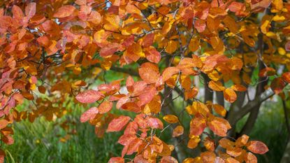 Amelanchier tree, or serviceberry tree, with orange and red foliage in the fall