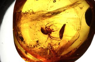 This spider was trapped in tree resin about 20 million years ago. Over, time the resin fossilized into amber, preserving the animal inside.