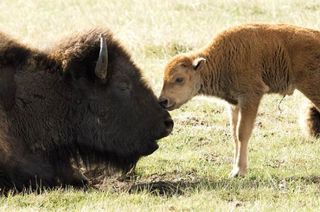 Bison mother and calf. Both sexes have horns. In wild herds, there is generally a 50/50 gender divide.