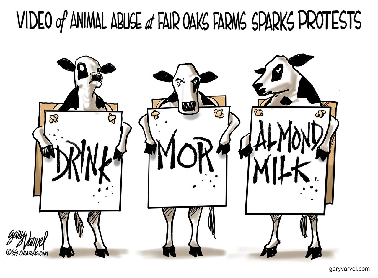 Political Cartoon U.S. Fair Oaks Farms Almond Milk Animal Abuse