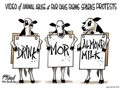 Political Cartoon U.S. Fair Oaks Farms Almond Milk Animal Abuse