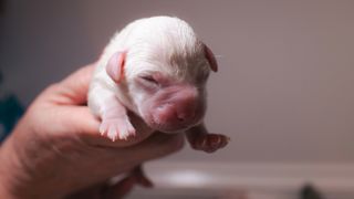 Newborn puppy being held