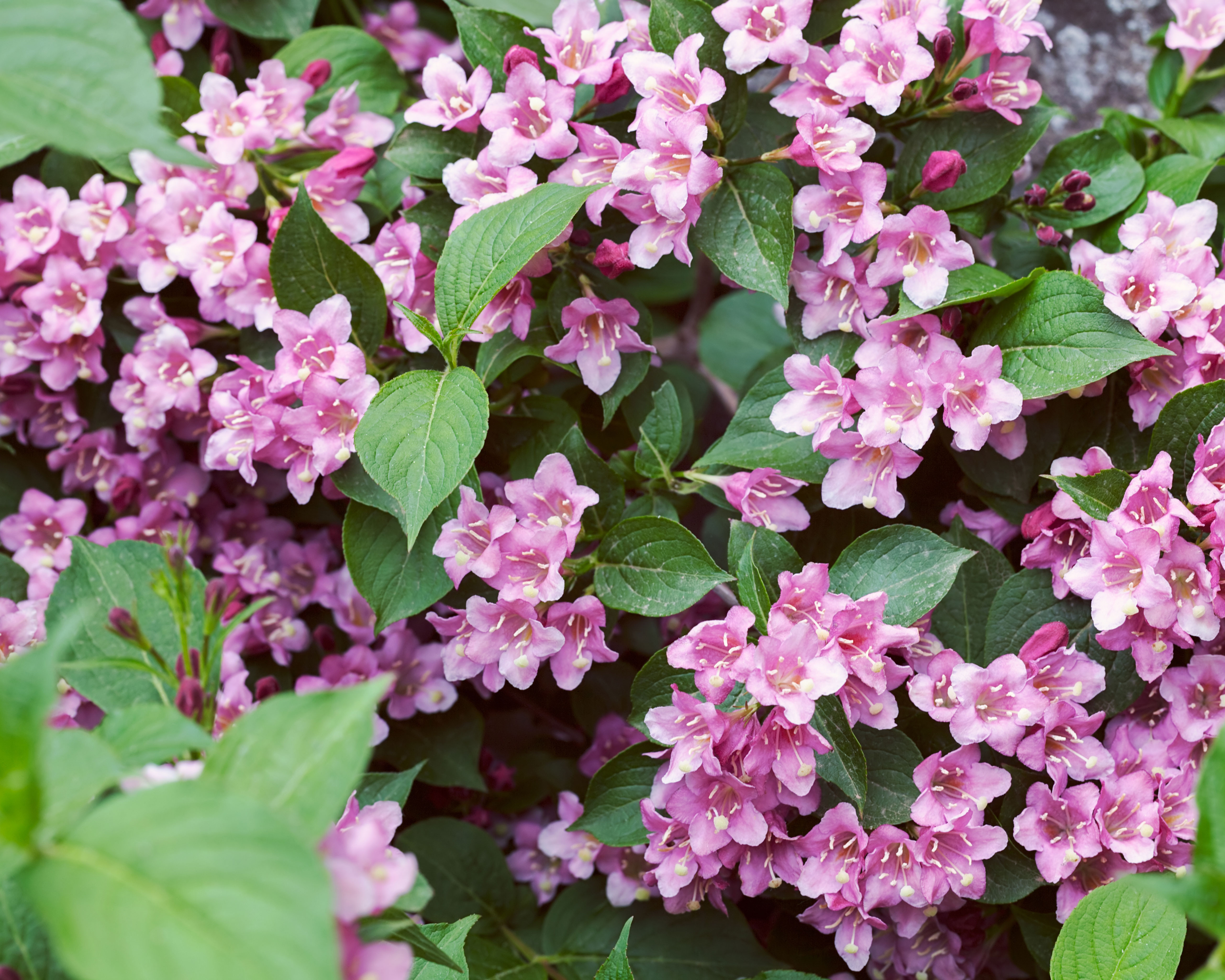 pink flowers on Wiegela shrub