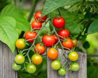 Cluster of Supersweet 100 cherry tomatoes