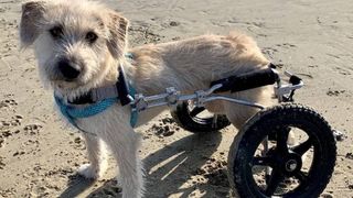 Paralyzed dog Speedy runs on the beach with his modified wheelchair 