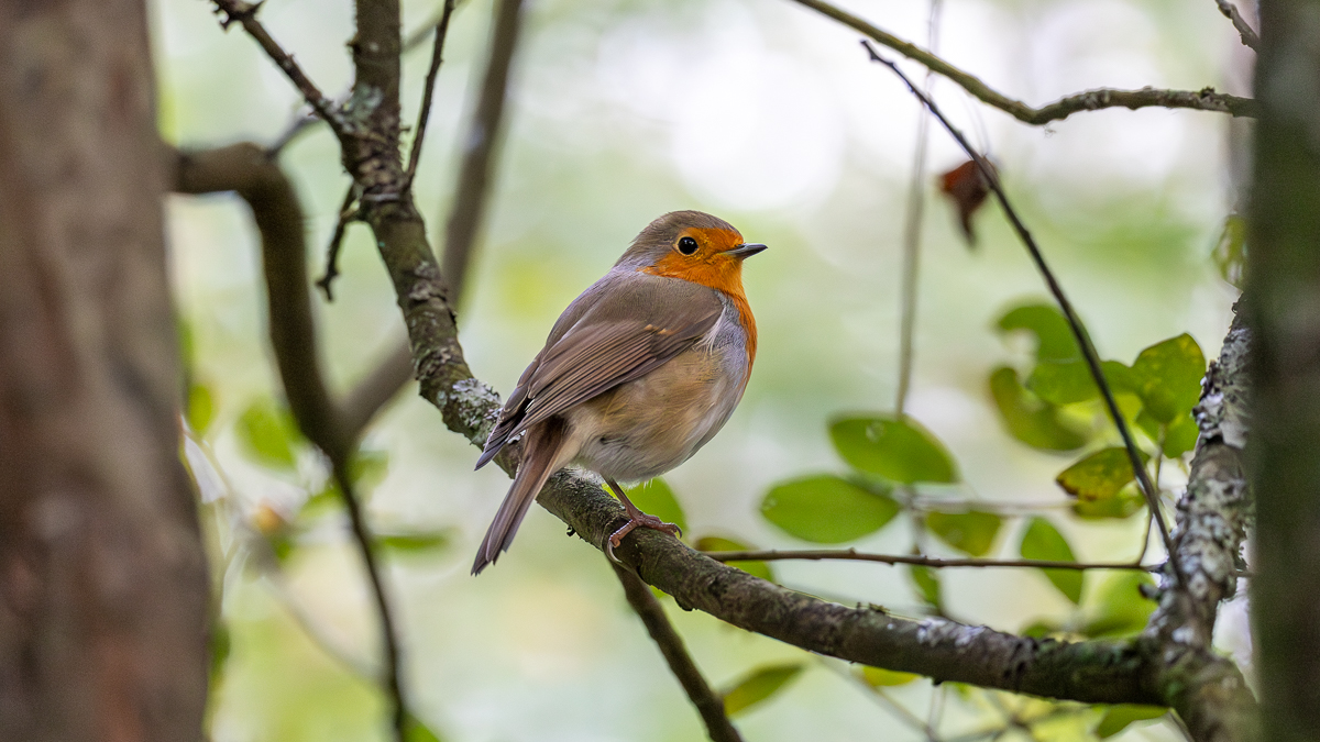 Robin sitting on a branch (with noise correction)