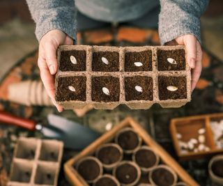 Sowing squash seeds into pots of compost indoors